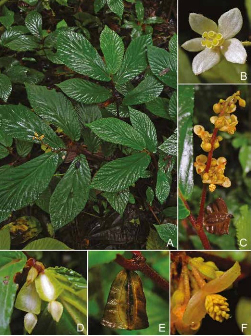 B. danumensis